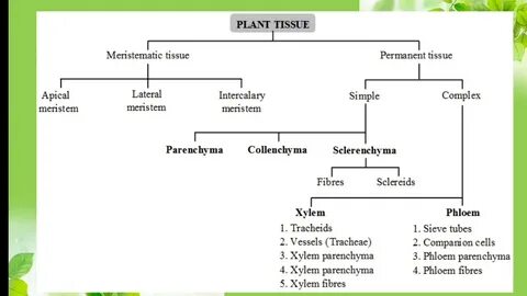 Plant tissues