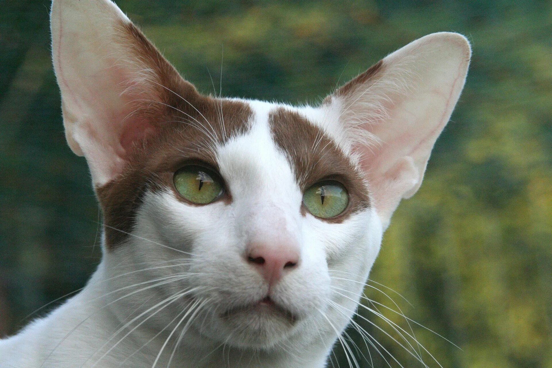 Порода кошек белые с рыжими ушами. Петерболд Ориентал. Ориентальный кот. Кошка Ориентал короткошёрстная. Ориентальная короткошерстная кошка.