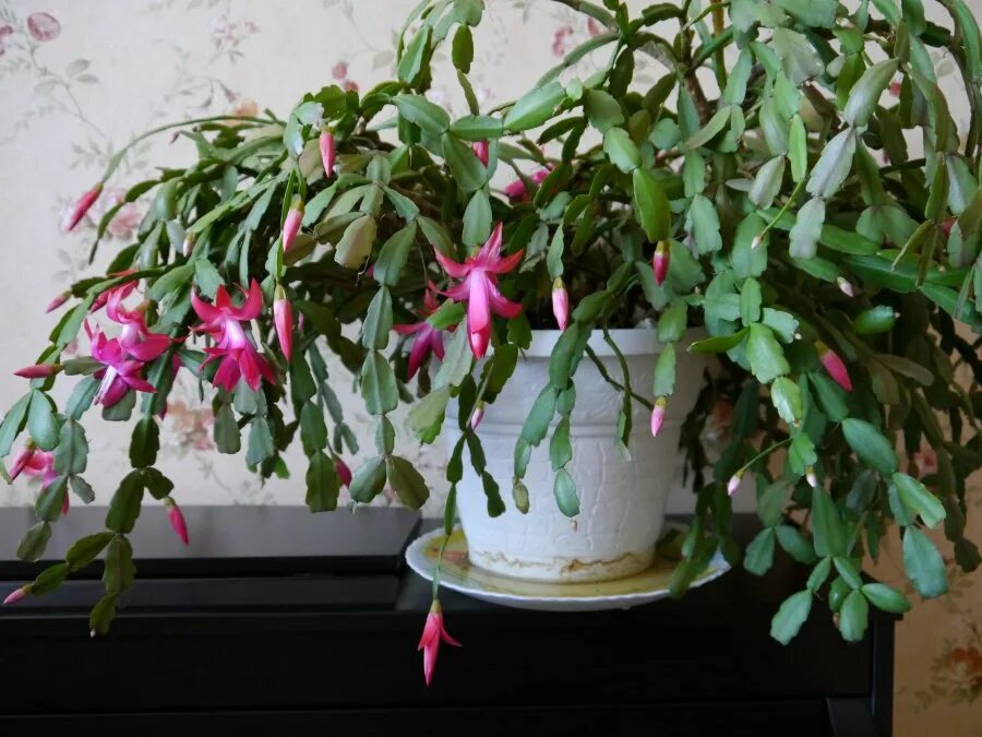 декабрист летом. декабрист куст. как цветёт декабрист и фуксия. кактус рождественник (декабрист). болезни цветка декабриста.