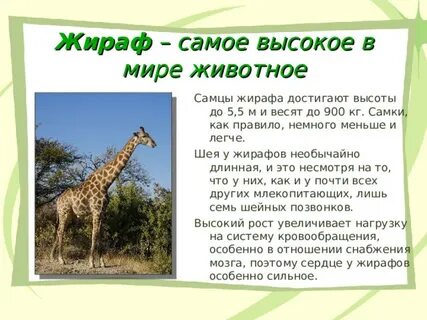 Рост жирафа в метрах