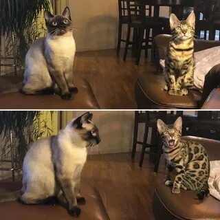 Кошка это хорошо