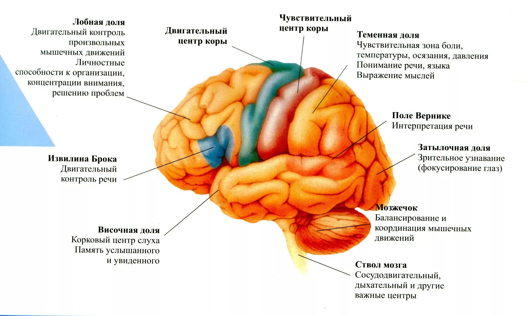 Функциональное поражение мозга. Функции отделов коры головного мозга. Строение доли зоны коры головного мозга. Доли коры головного мозга и их функции.