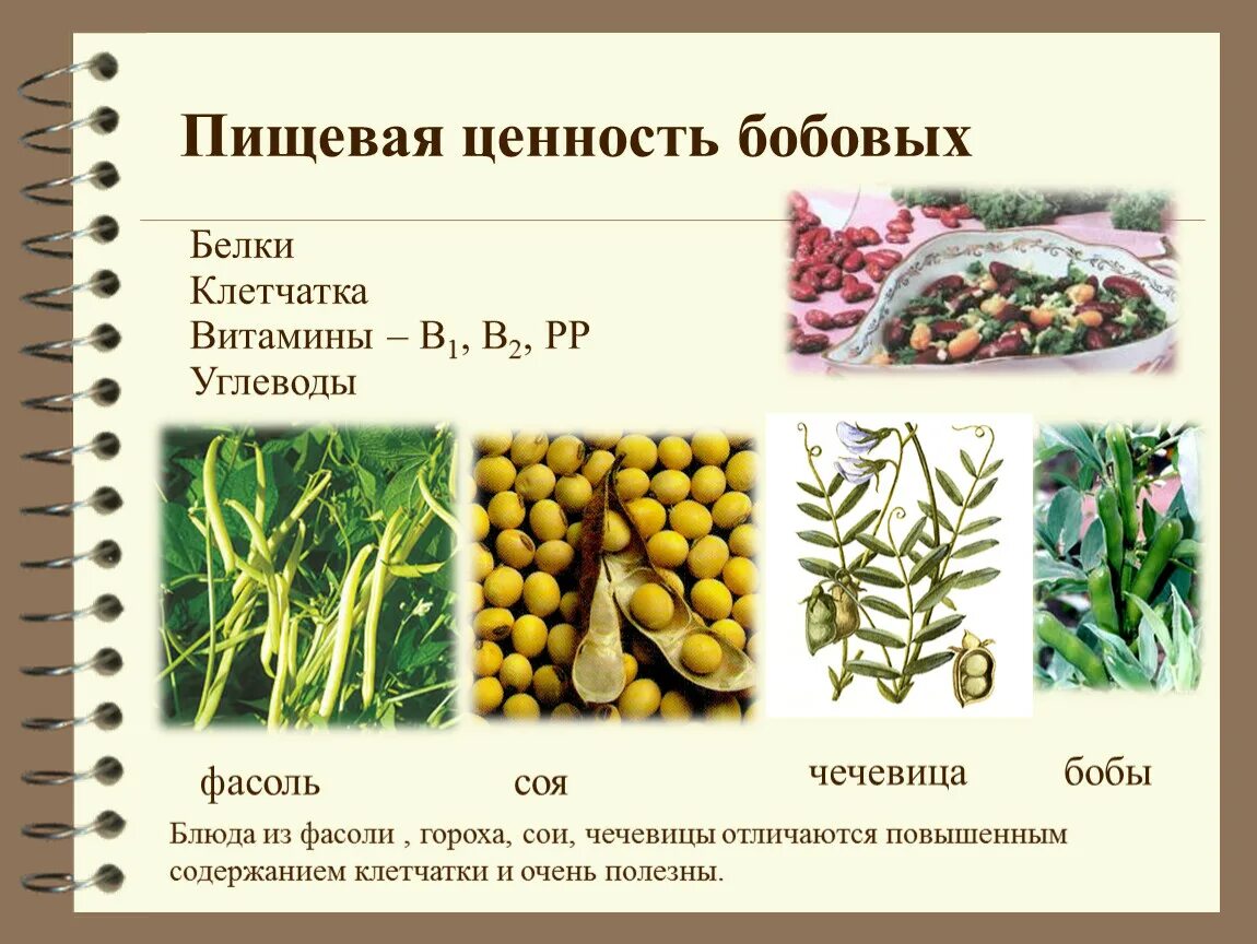 Сколько бобовых. Пищевая ценность бобовых. бобовые культуры. пищевая и биологическая ценность бобовых. чечевица пищевая бобовые.