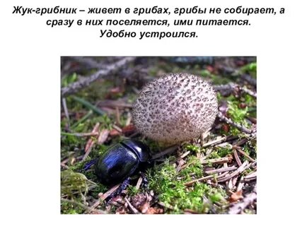 Жуки живущие в опятах