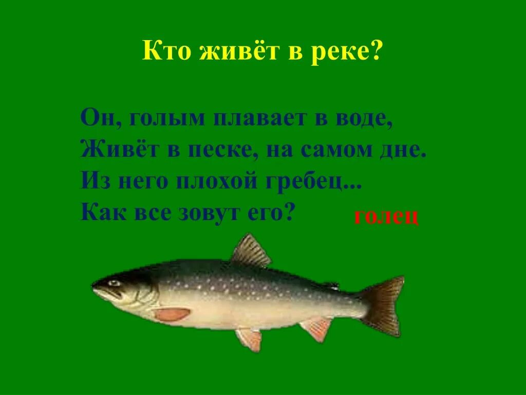 Кто живёт в реке?. Кто живет в речке. Кто обитает в речке. Кто живет в воде?.