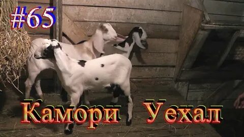 Усадьба белая коза последнее свежее видео