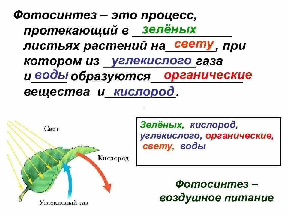 Фотосинтез простыми словами 5 класс