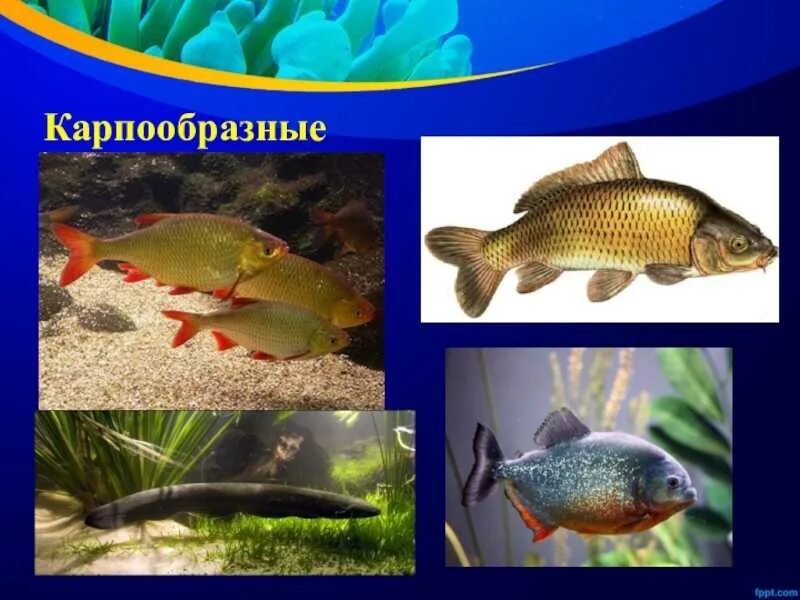 Группа животных рыбы представители. Всеядные карпообразные. костные рыбы карпообразные. растительноядные отряда карпообразные. систематические группы рыб карпообразные.