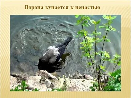 Примета ворона улетела