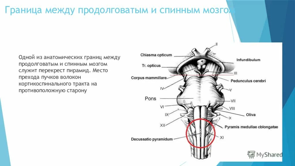 Головной мозг границы. Строение наружного продолговатого мозга. Строение ствола мозга дорсально. Наружное строение продолговатого мозга анатомия. Строение головного мозга продолговатый мозг.