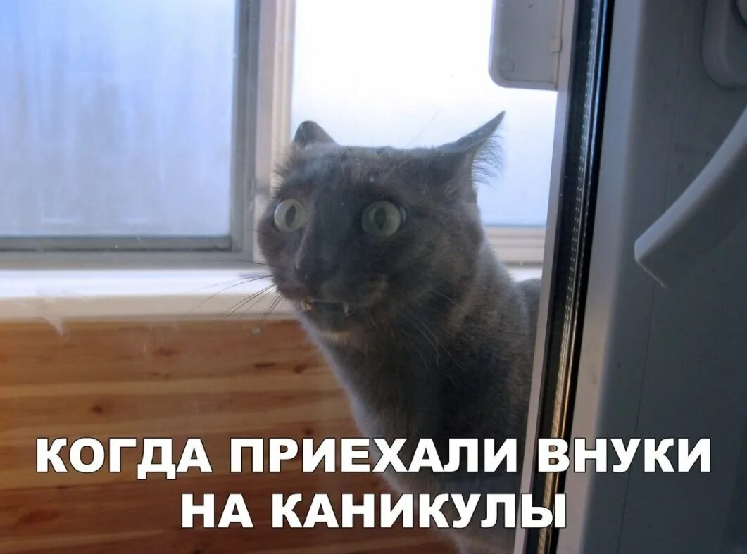 Бабушка приехала в гости. Внуки приехали кот. Внуки приехали в гости. Кот когда приехали внуки. Внуки приехали кот.