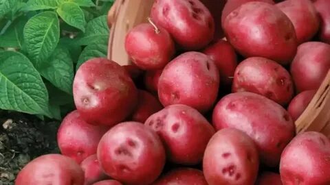 Картофель снегирь