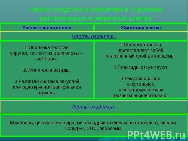 Строение клеток сходство и различие. Черты сходства и отличия растительной и животной клетки. Животная клетка и растительная клетка черты сходства и черты отличия. Основные сходства и различия животной и растительной клетки. Черты сходства и черты отличия растительной и животной клетки.