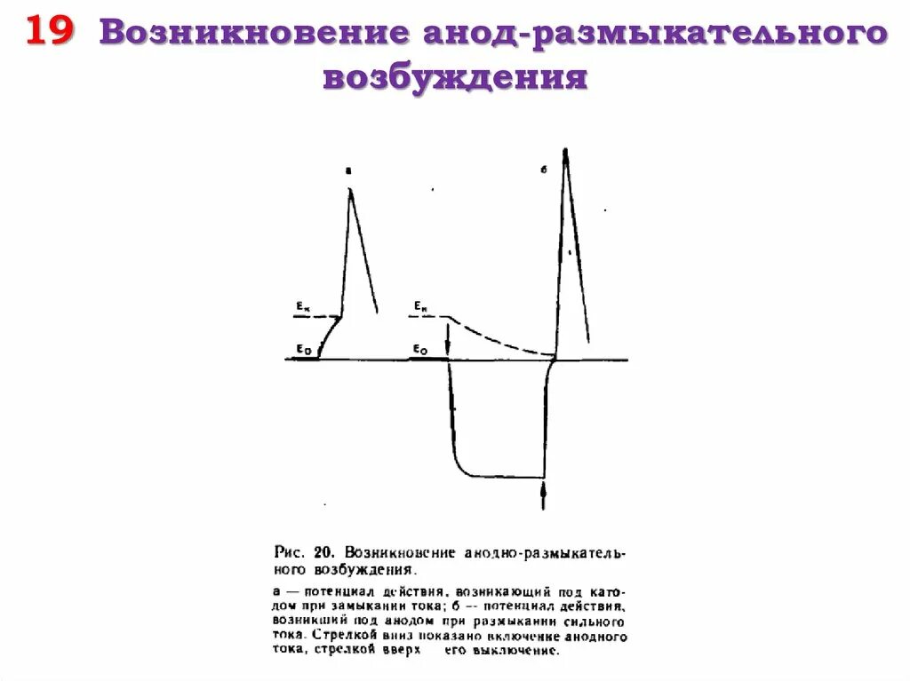 Анодно размыкательное возбуждение. Анодно-размыкательное возбуждение возникает:. Анодно-размыкательного возбуждения.. Причину анодно-размыкательного возбуждения.