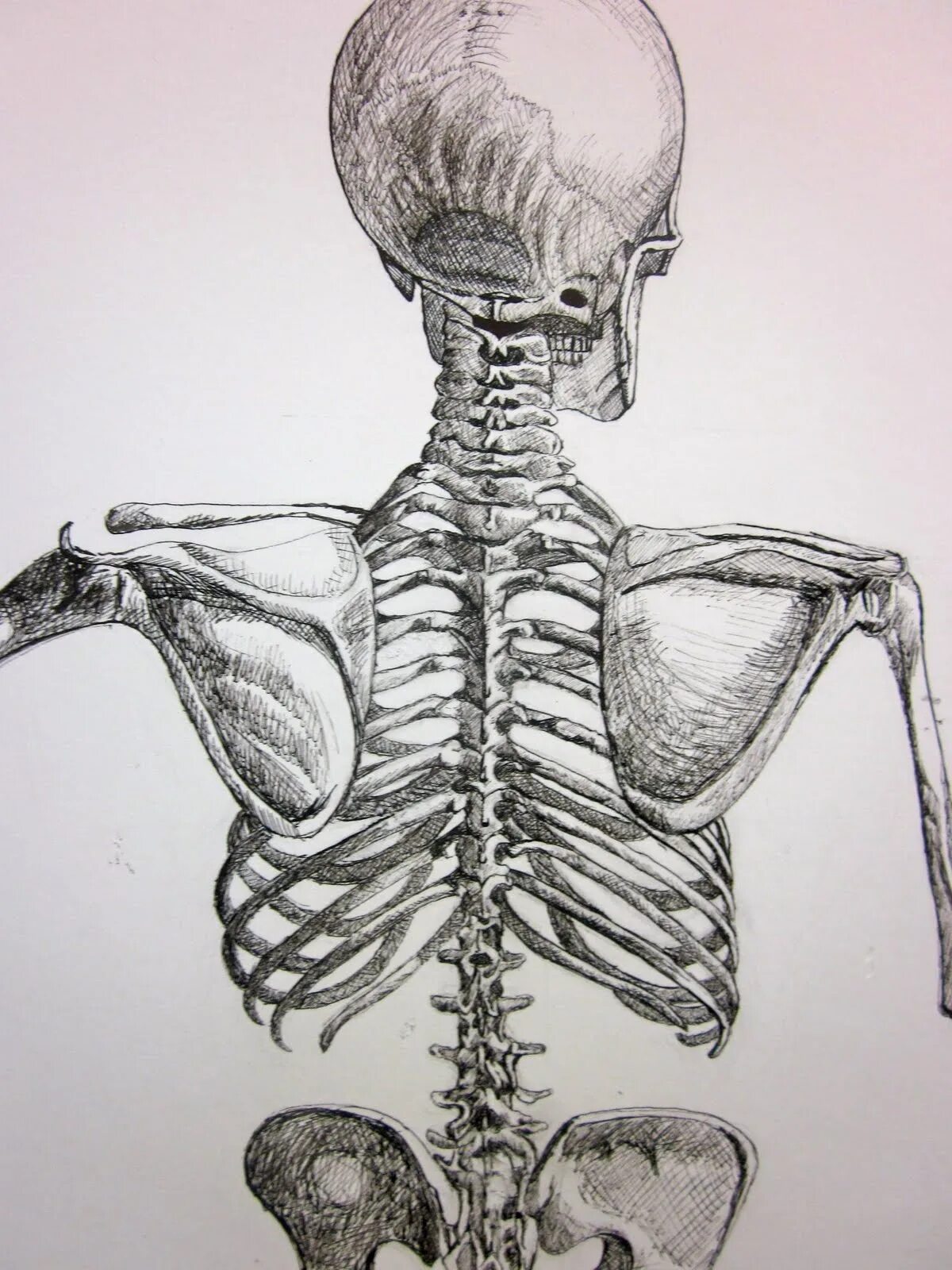 Скелет со спины. Поясница скелет. Скелет человека рисунок.