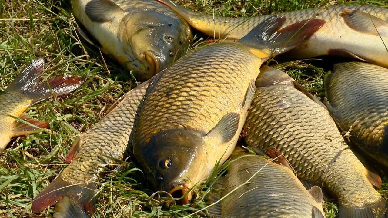 Удочка для рыбалки. Ловлю рыбу в пруду. Рыбалка на пруду. Рыбалка на пруду в деревне. Ловлю рыбу в пруду.