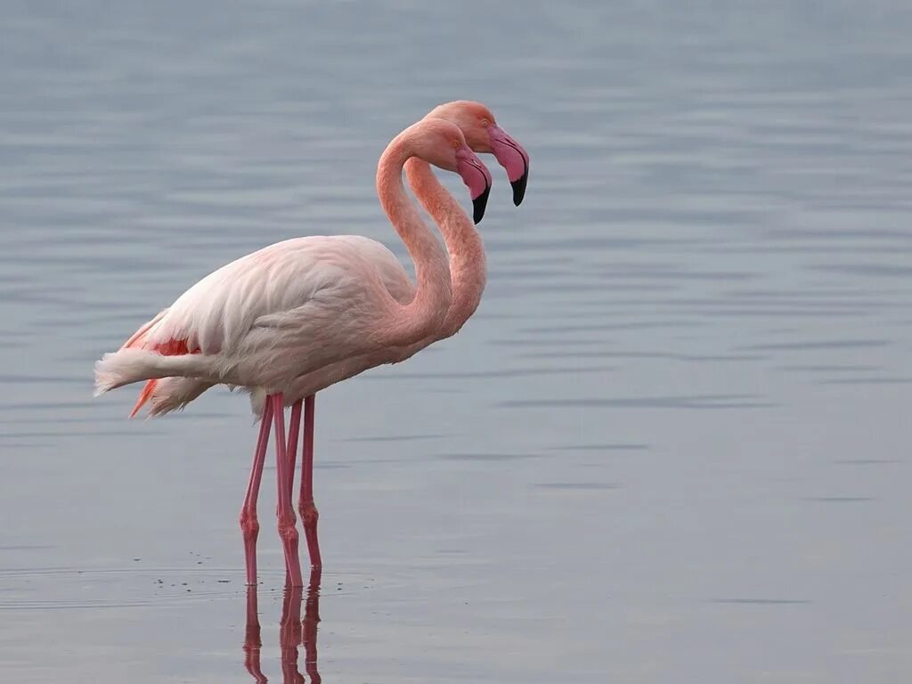 Карликовый Фламинго. Кальяри Фламинго. Андский Фламинго. Фламинго на Сардинии. Фламинго танцует