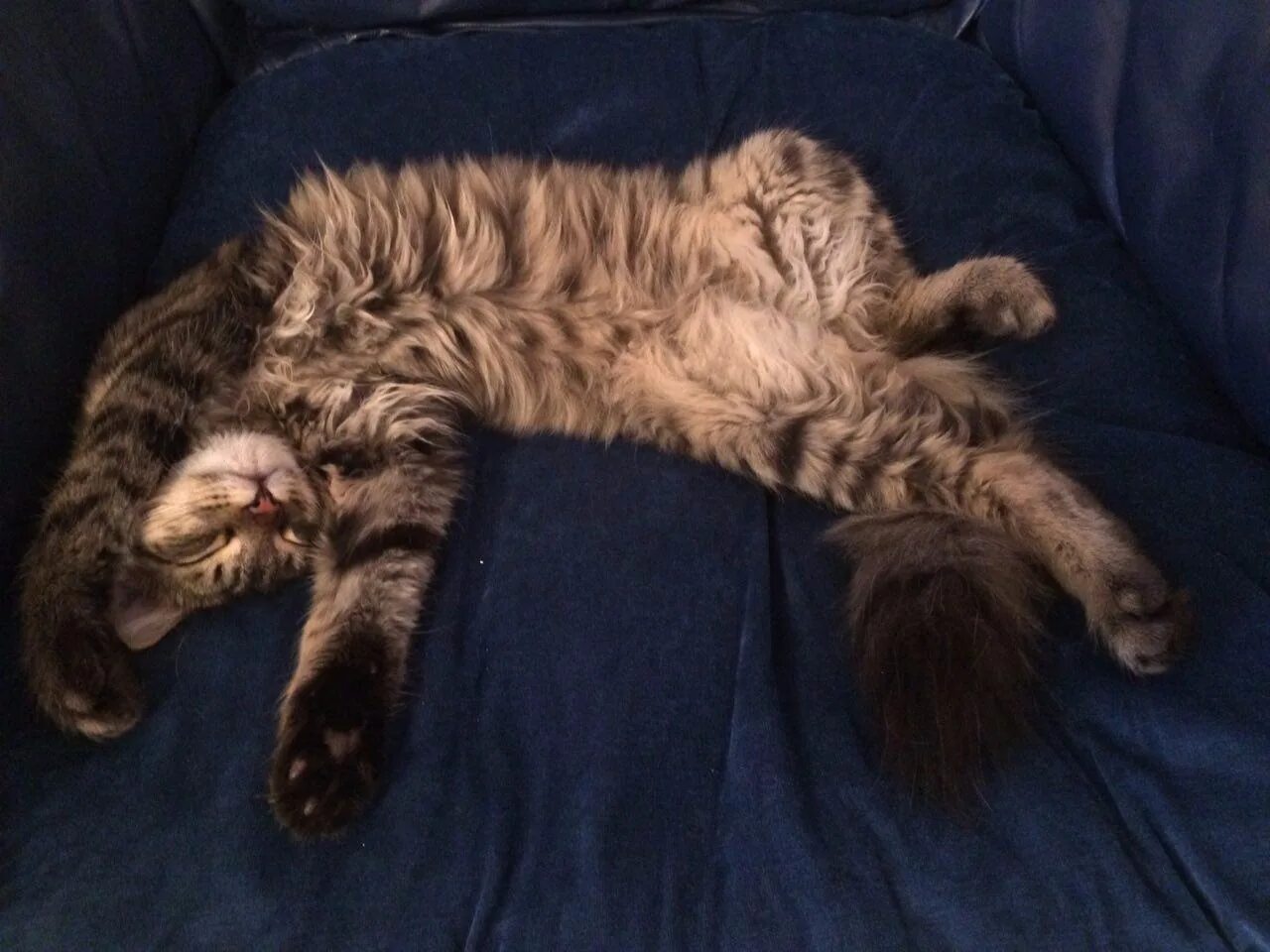 Кот учится. Сон кот написал. Милый кот. Спящие коты. Кот учеба.