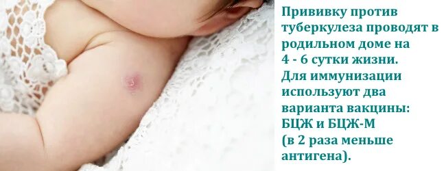 Туберкулезом вакцину бцж. БЦЖ прививка для новорожденных. Вакцина БЦЖ Новорожденные. Прививка БЦЖ-М новорожденному. Прививка от туберкулеза БЦЖ.