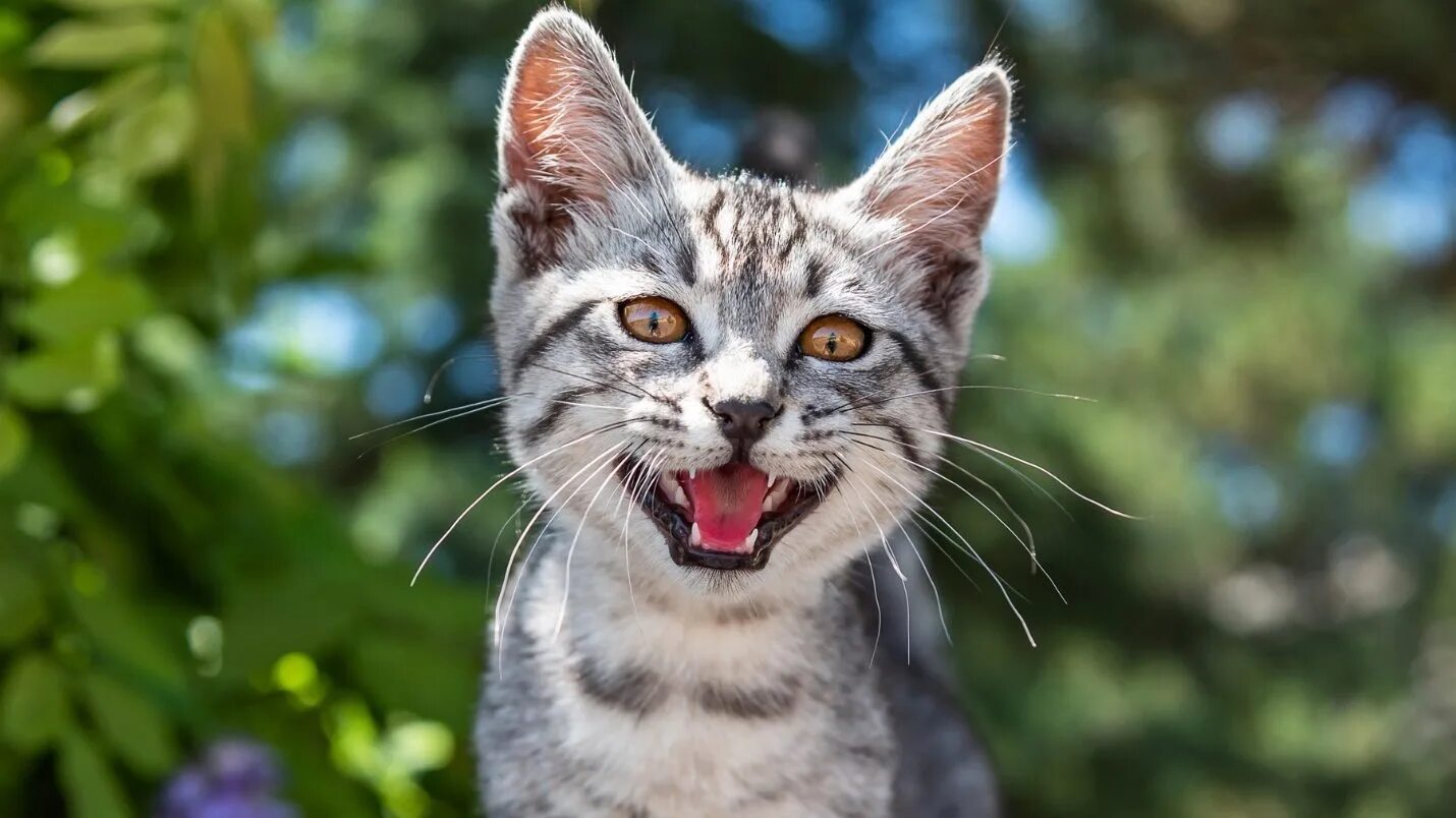 Звук где кошка мяукает. Мяуканье кошки. Котенок мяукает. Котики смешные. МЯУЧАЩИЙ кот.