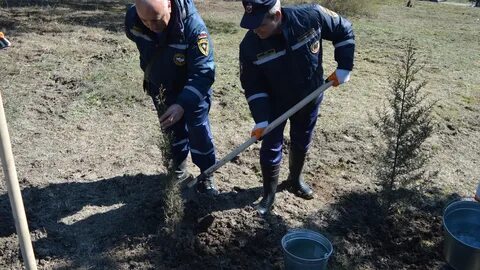 Посадки в крыму