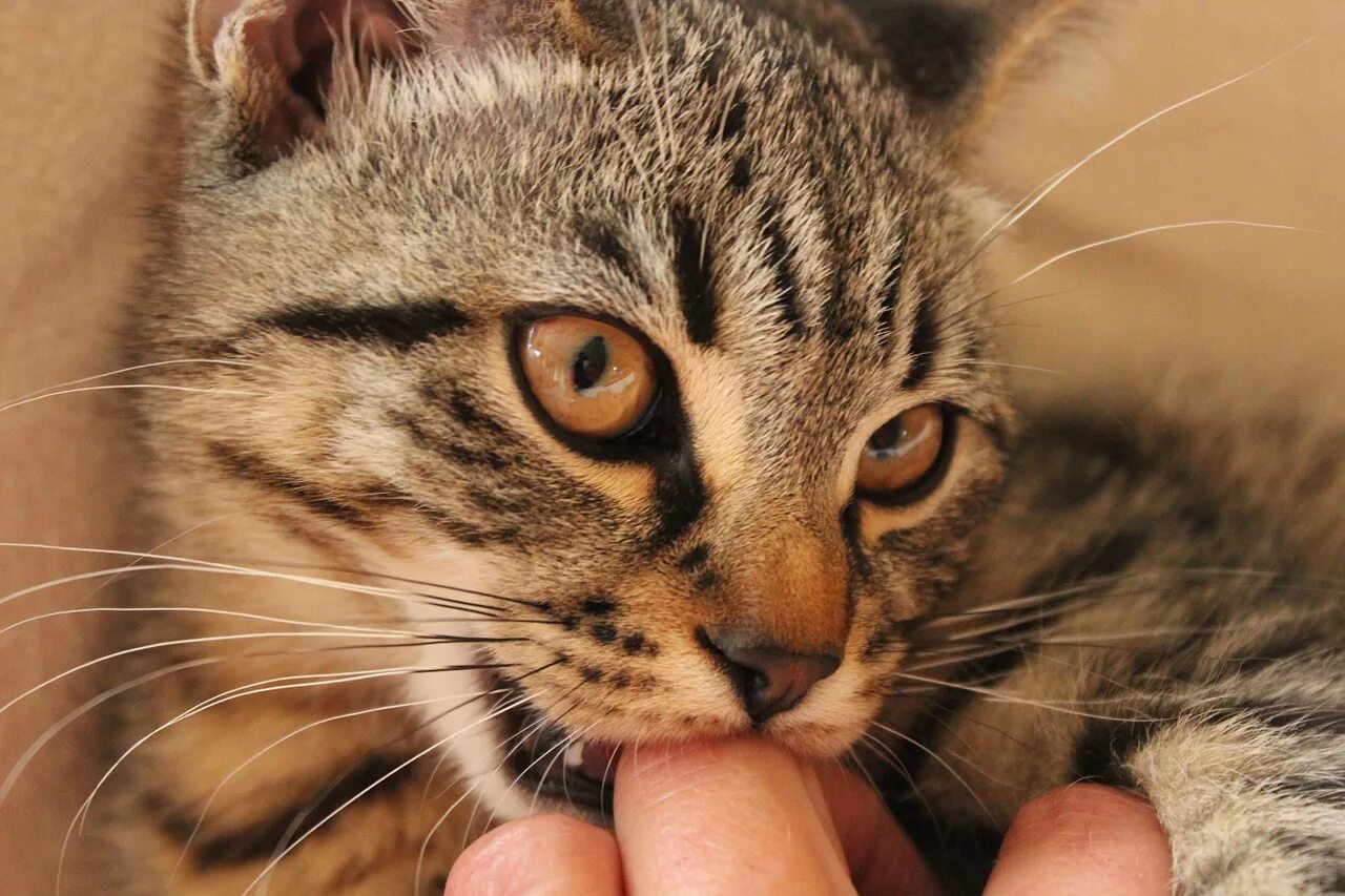 Cat bite