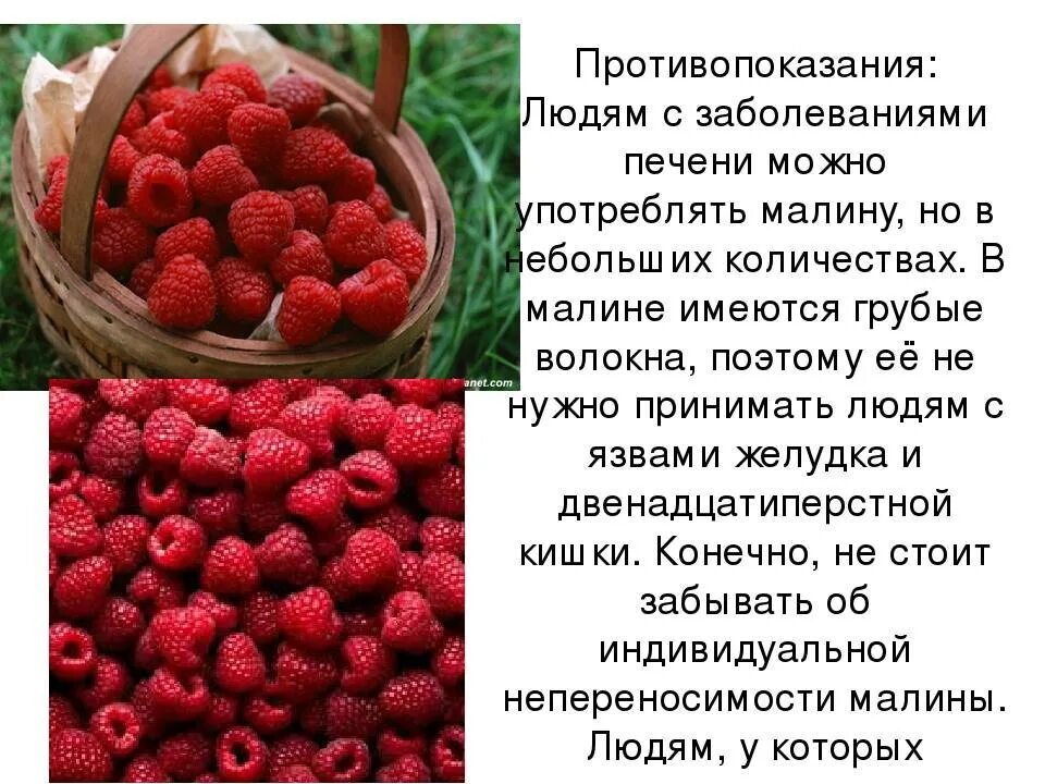 Малина. Малина полезна. Малина польза. Малина полезные вещества. Приму малину