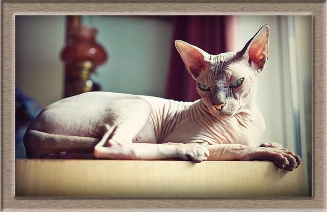 канадский сфинкс взрослый кот. донской сфинкс котята. гипотрихоз (сфинкс-мутация шерсти). породы голых кошек. сфинкс порода кошек донской.