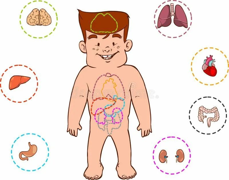 Тело человека внутренние органы для детей. Использование органов ребенка. Тело человека органы для детей. Использование органов ребенка. Организм ребенка.