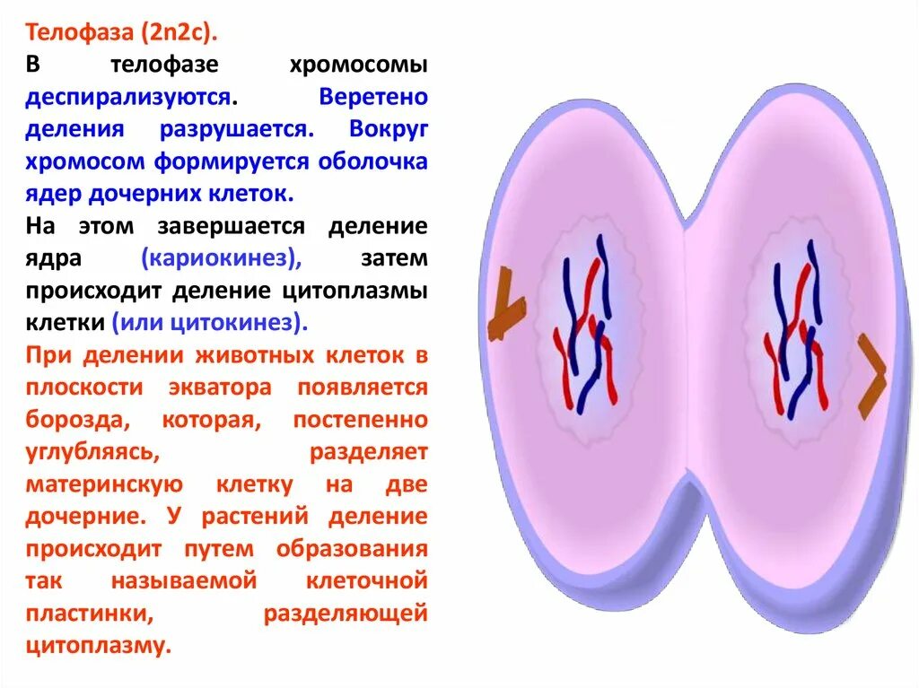 Что происходит в телофазе. Телофаза 2n2c. деление клетки телофаза. телофаза мейоза 2n=2. ядра дочерних клеток в телофазе.