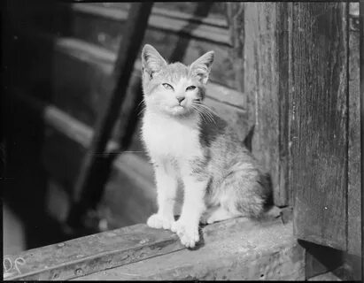 Коты прошлого