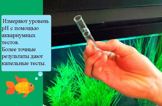 Кислотность в аквариуме. Кислотность воды в аквариуме. Жесткость воды в аквариуме. Понизить PH воды в аквариуме. Повышенная кислотность в аквариуме.