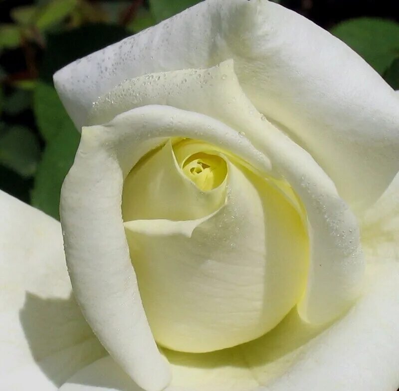 Белые розы смысл. Белые розы. Бело розовые розы.