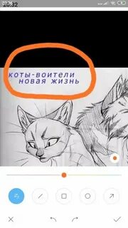 Номер котика