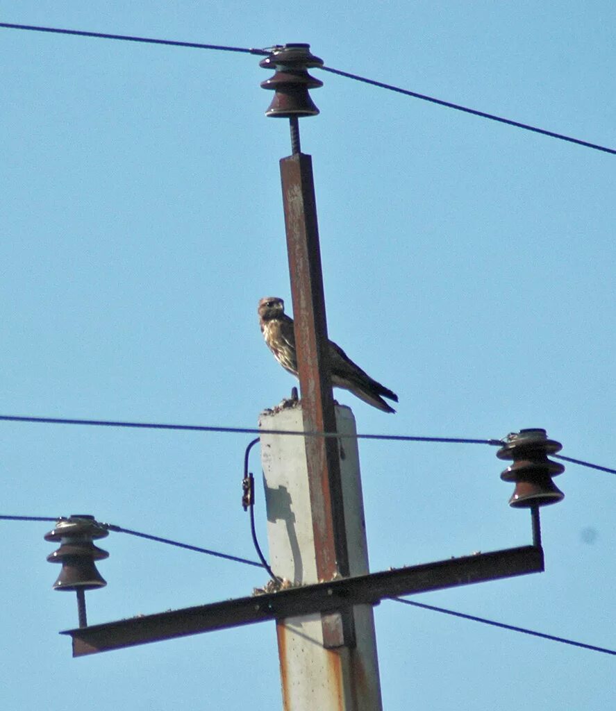 провода лэп. птицезащитные устройства на вл-110кв. провода на опорах лэп. птицы на электропроводах. птицы лэп.