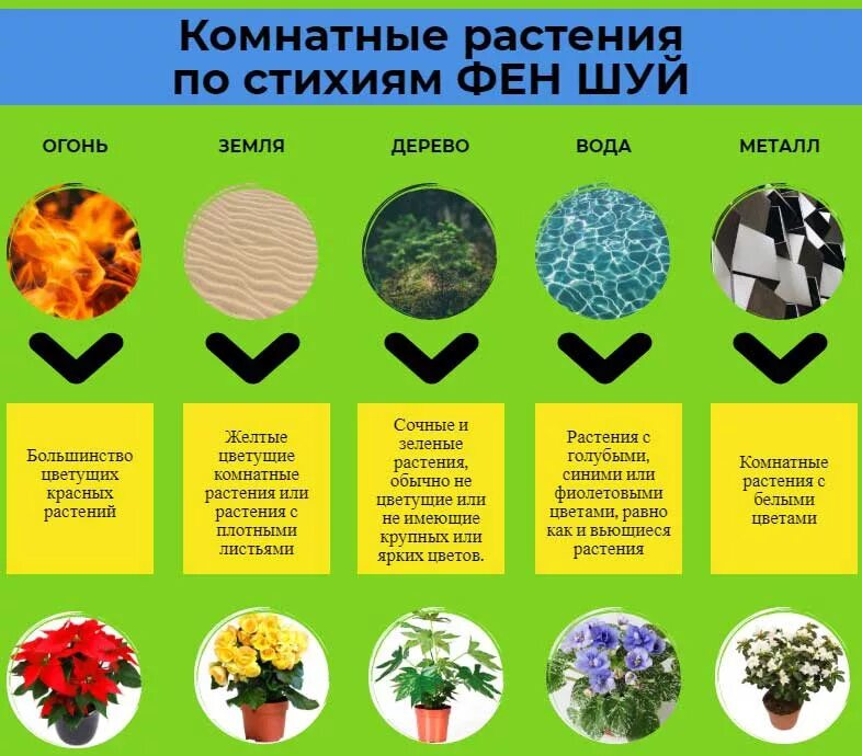 Цвета элемента дерева. Комнатные растения по фэн шуй. цвета по фен шуй. цвета элементов по фен шуй. цвета воды по фен шуй.