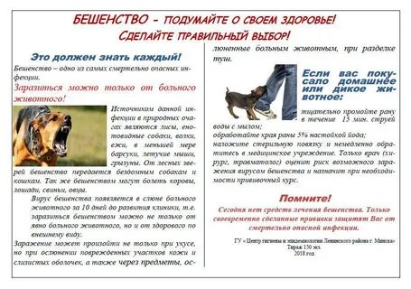 Ребенка укусила собака что делать