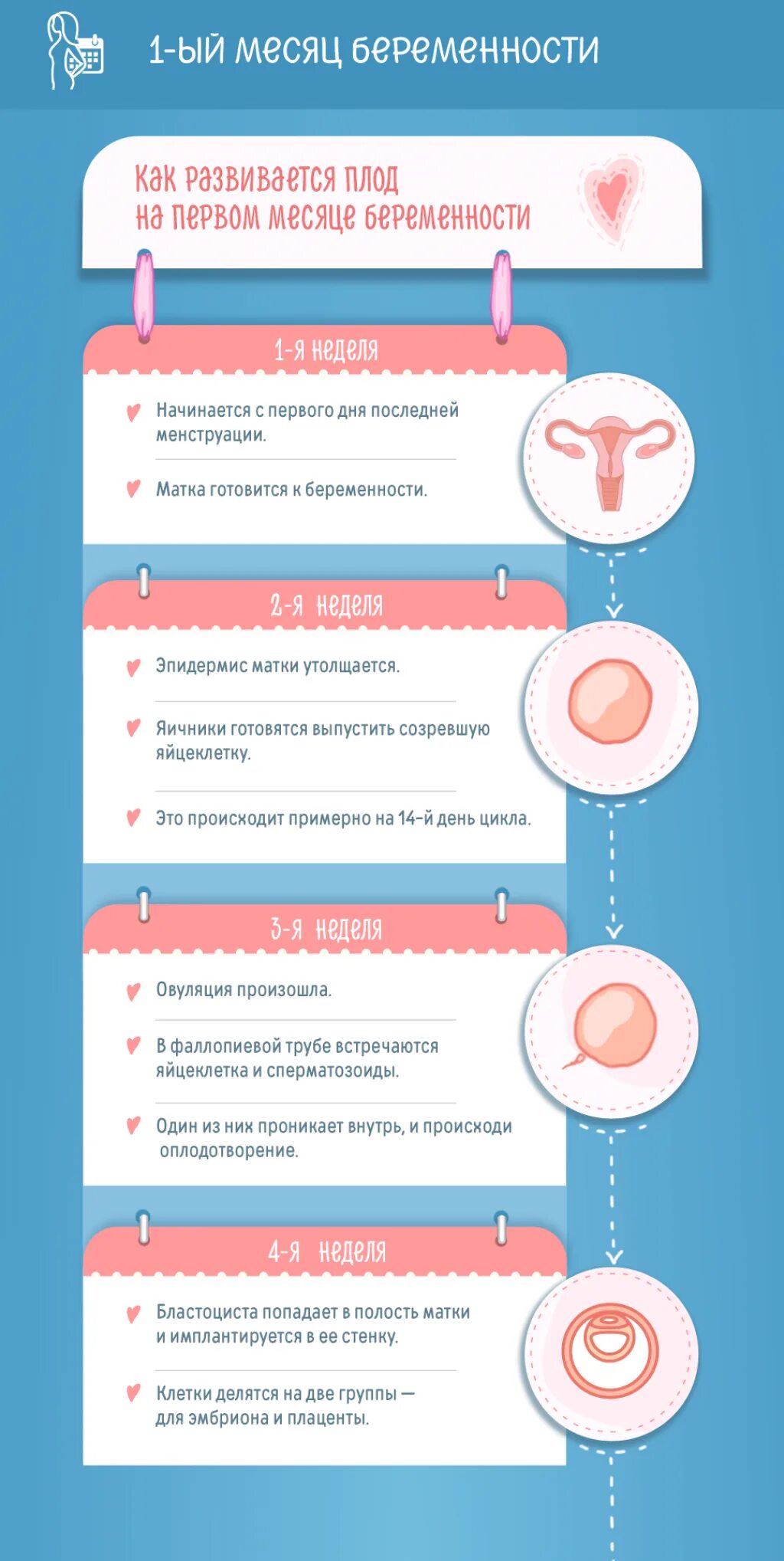 Первый день после зачатия ощущения
