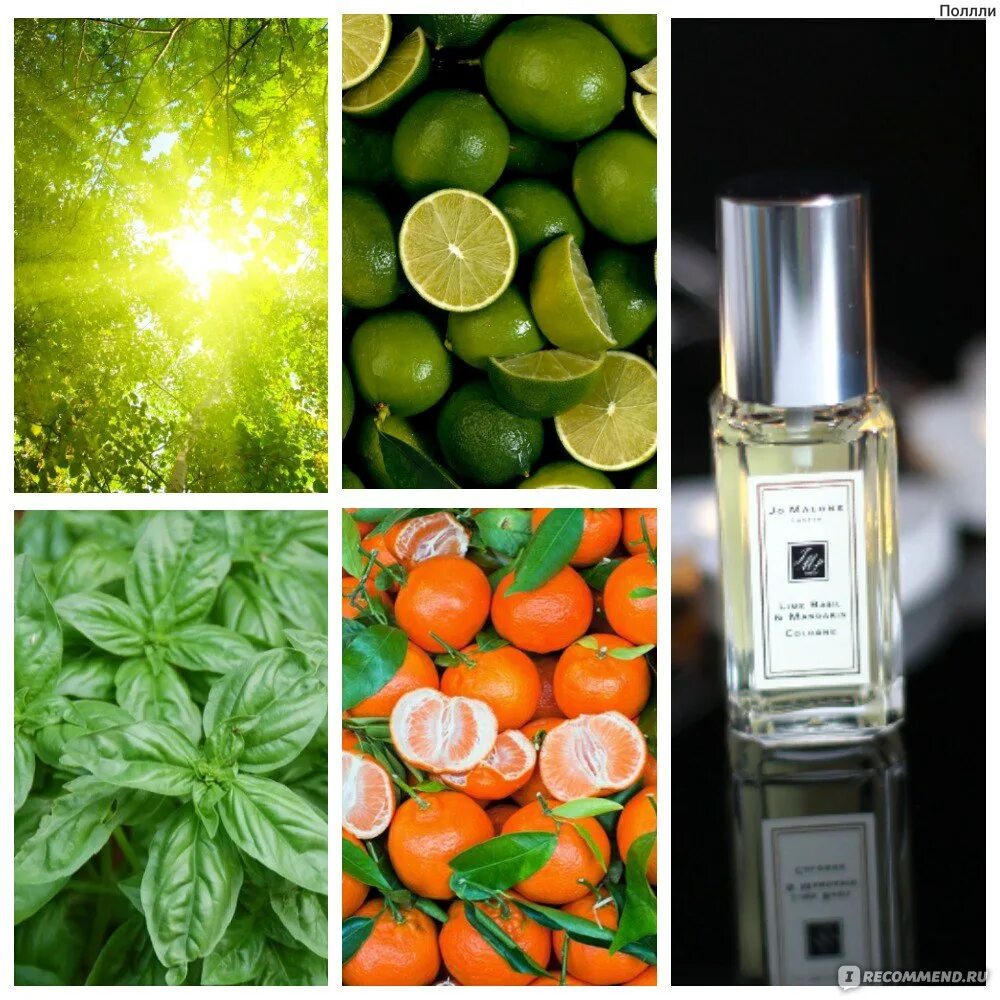 Джо Малон лайм базилик. Джо Малон Lime Basil Mandarin. Jo Malone Mandarin basilic. Духи Джо Малон цитрусовые. Лайм базилик мандарин