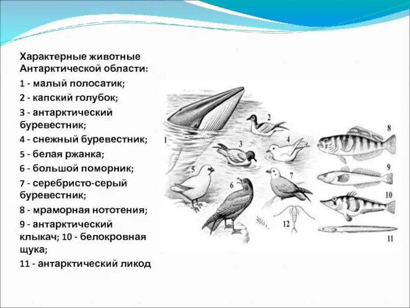 Эхолокация у животных. Эхолокация свойственна животным отряда. эхолокация птиц. эхолокация характерна для.