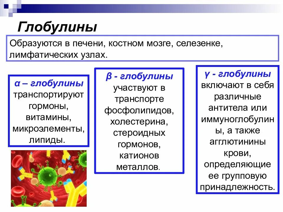 Глобулин это. Глобулины. Глобулины классификация. Функции глобулинов в крови. Глобулины функции.