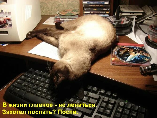 Лень. Не надо лениться захотел поспать поспи. Ленивый. Кошачья лень. Я ленивый.