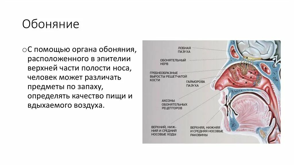 Качества обоняния. Строение обоняния человека. Орган полового обоняния. Степени потери обоняния. Орган обоняния у человека.