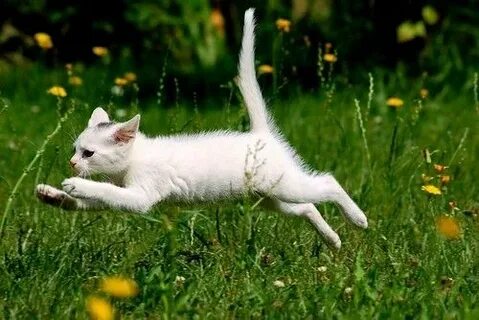 Звук бегающий кошек