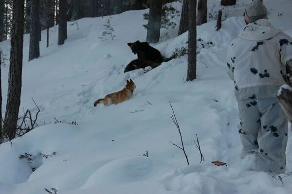Охота на медведя Берлога Сибирь. Охота на медведя с лайками на берлоге. Охота на медведя зимой на берлоге. Берлога охотника