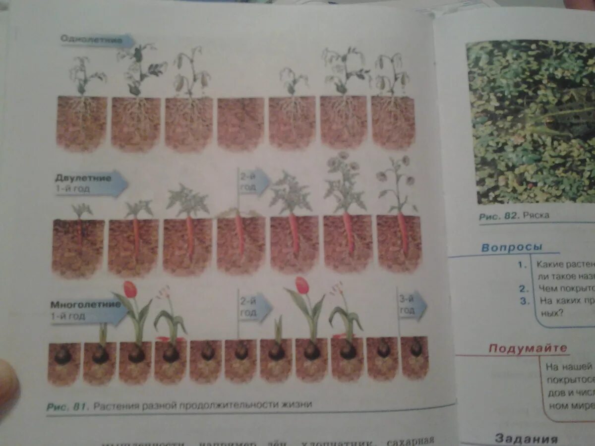 Рассмотрите рисунок 152 в и объясните почему. Однолетние двулетние и многолетние растения. Расмотри рисунок 81учебника и обьясни какие растения.