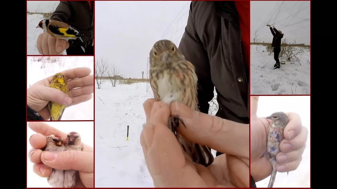 Ловля певчие видео. Ловля диких певчих птиц. ловля птиц тайником. ловля певчих птиц.