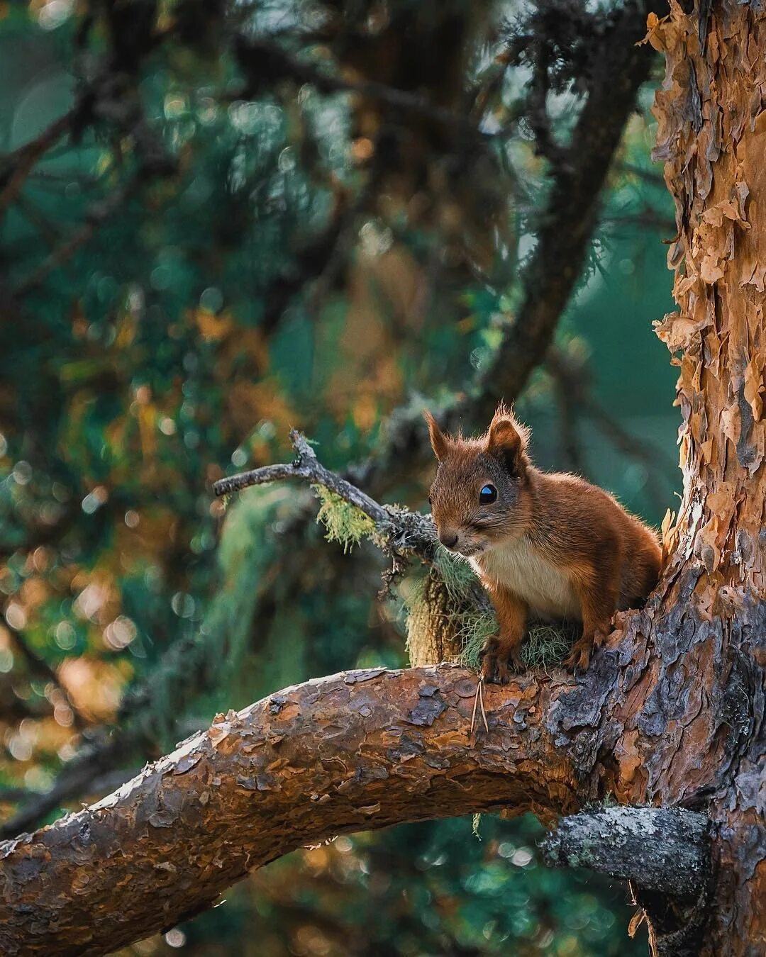 бельчонок на дереве. белочка на дереве. белка бежит по дереву. бельчонок на дереве. бельчонок на дереве.