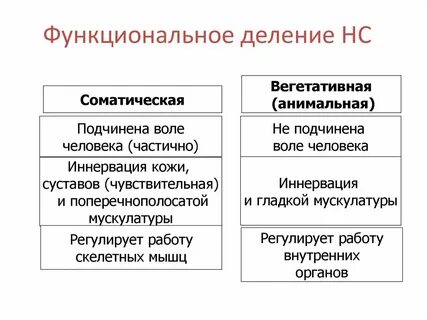 Работа вегетативной нервной системы подчинена воли человека