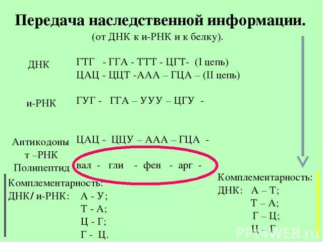 Перевод ДНК В РНК. Перевести из ДНК В РНК. Передача наследственной информации от ДНК К И-РНК И К белку. Передача наследственной информации от ДНК.